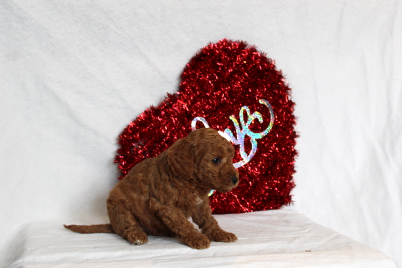 puppy, for, sale, Mini Berndoodle F2B, Matthew B. Stoltzfus, dog, breeder, Gap, PA, dog-breeder, puppy-for-sale, forsale, nearby, find, puppyfind, locator, puppylocator, aca